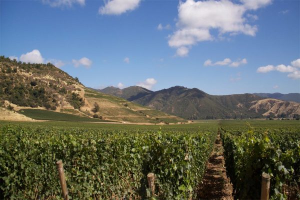 vina-vik