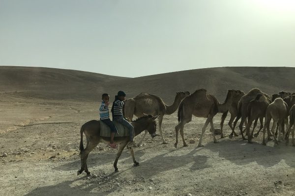 safari ok