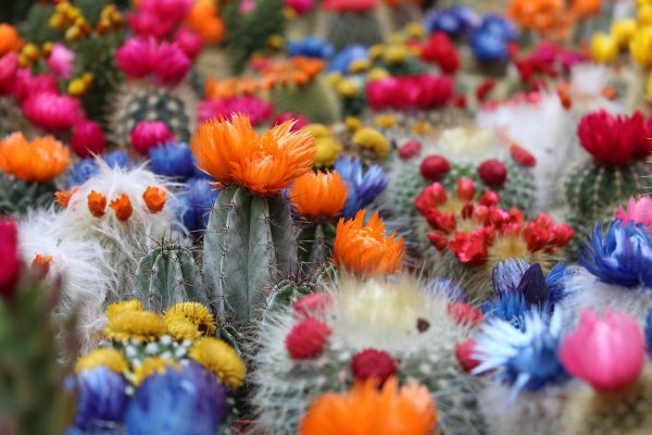 cactus-2721269_1920