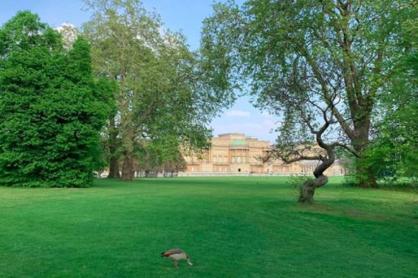 gradini palatul buckingham