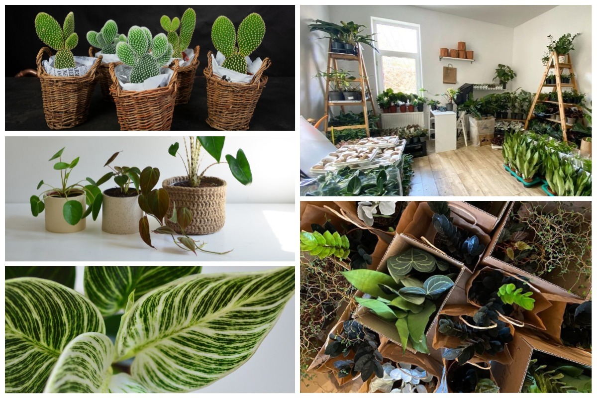 plante