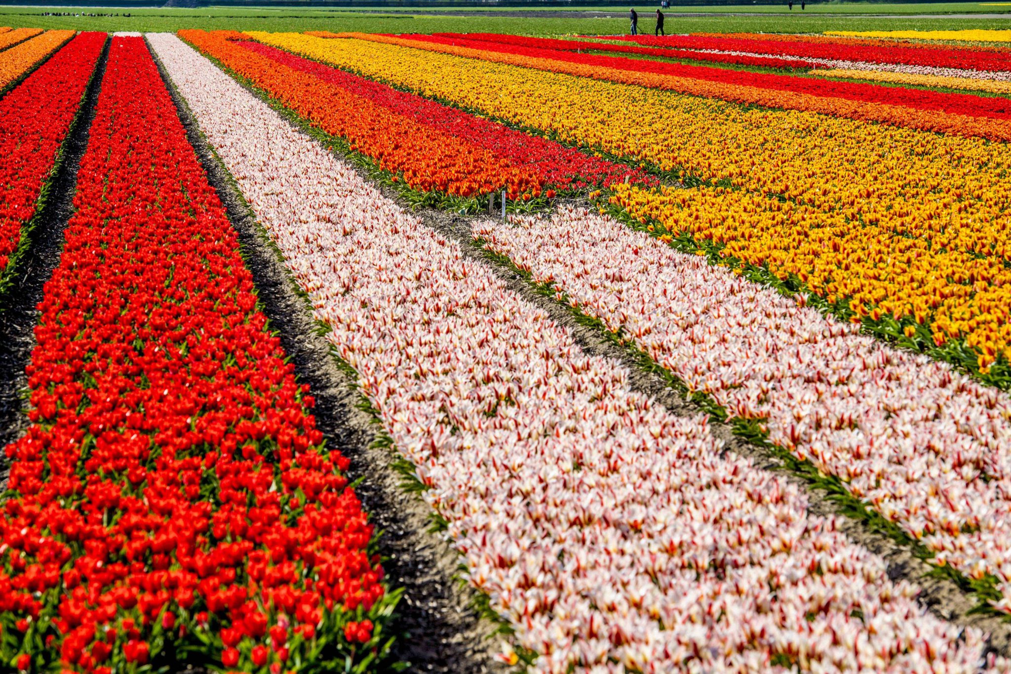 Keukenhof - kjsbefje